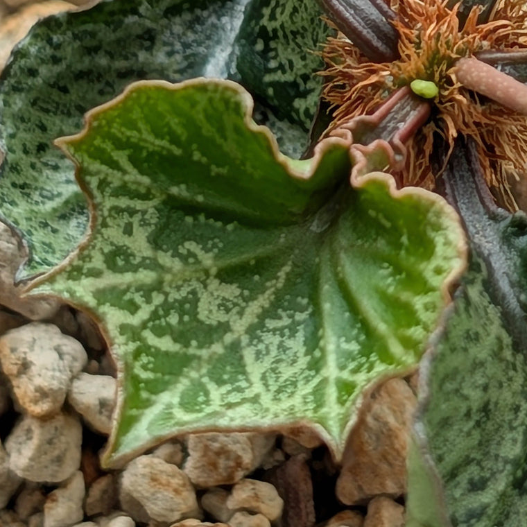 Euphorbia francoisii #7 weird leaf shape