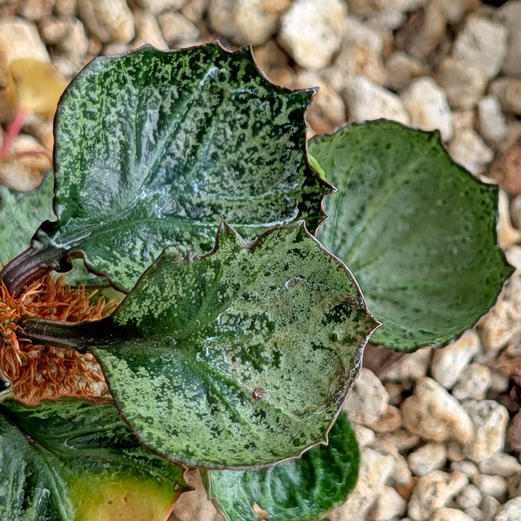 Euphorbia francoisii #7 weird leaf shape
