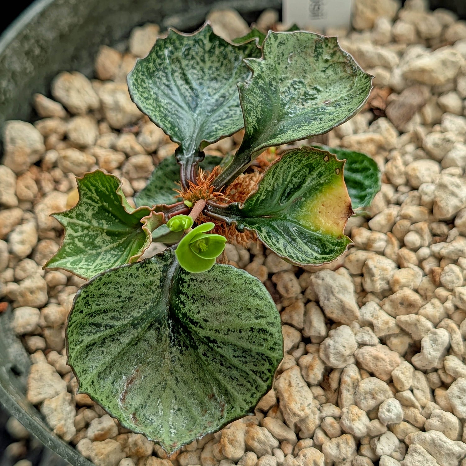 Euphorbia francoisii #7 weird leaf shape