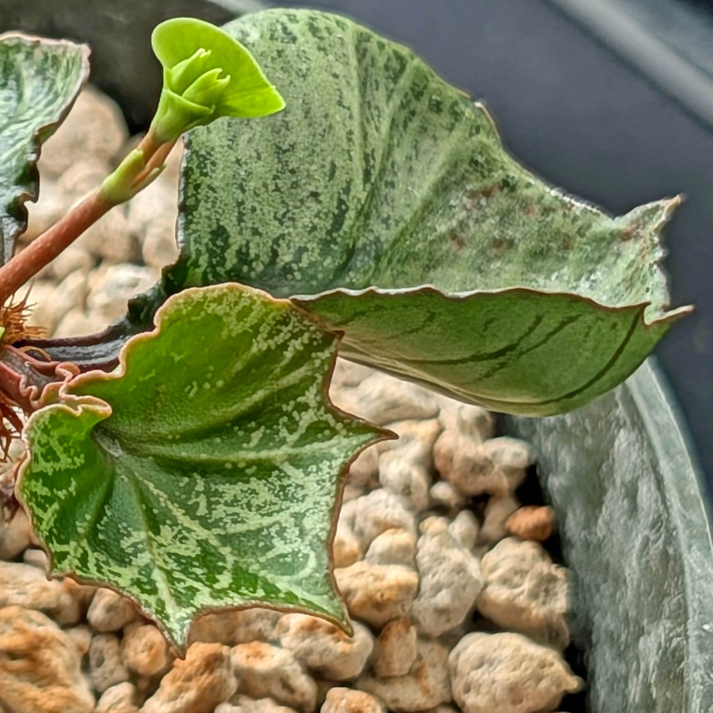 Euphorbia francoisii #7 weird leaf shape