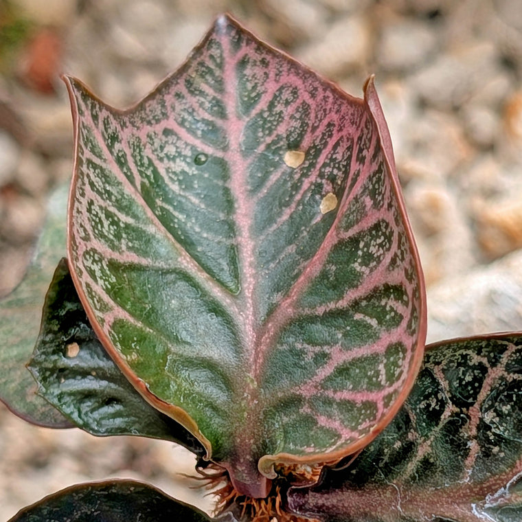 Euphorbia francoisii #8