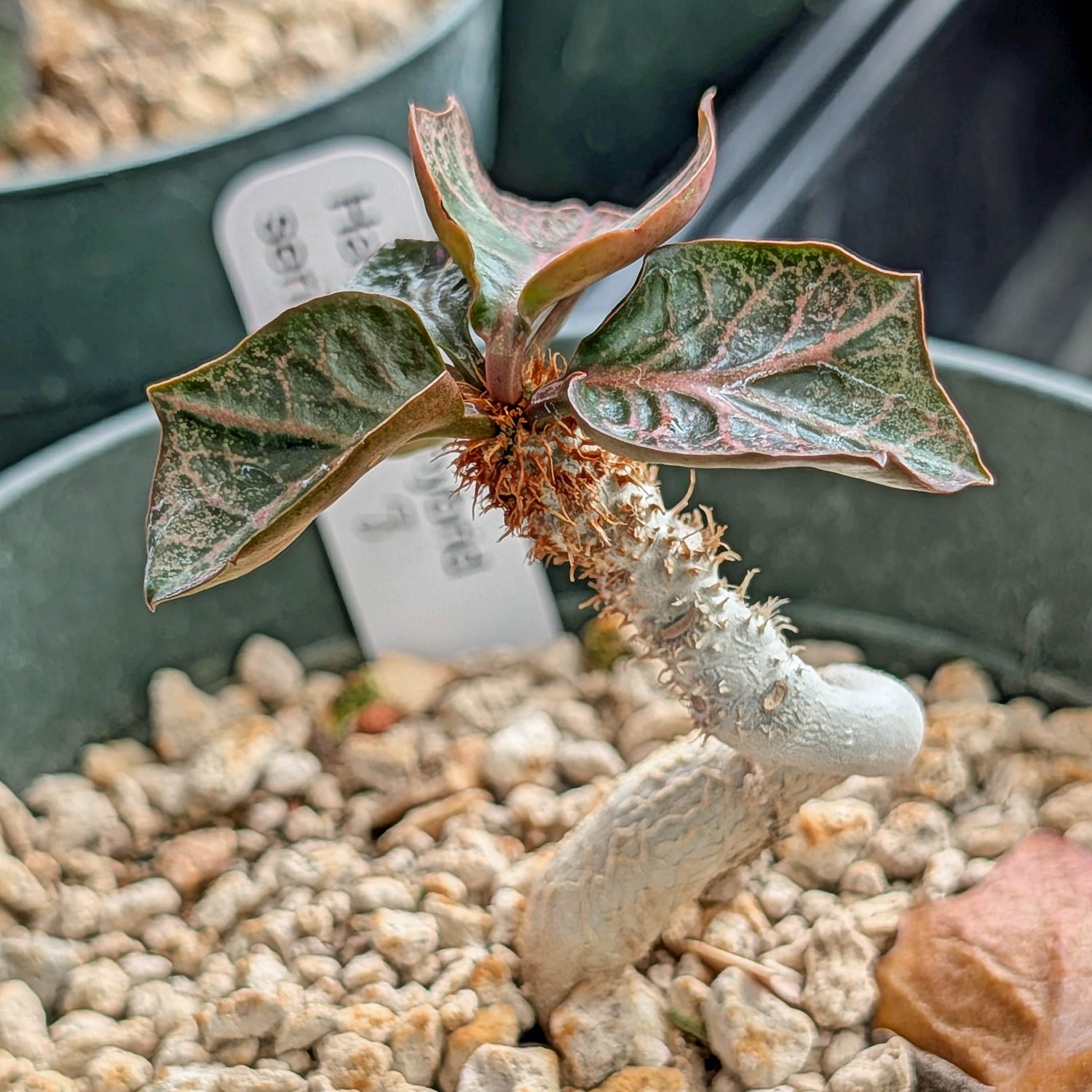 Euphorbia francoisii #8