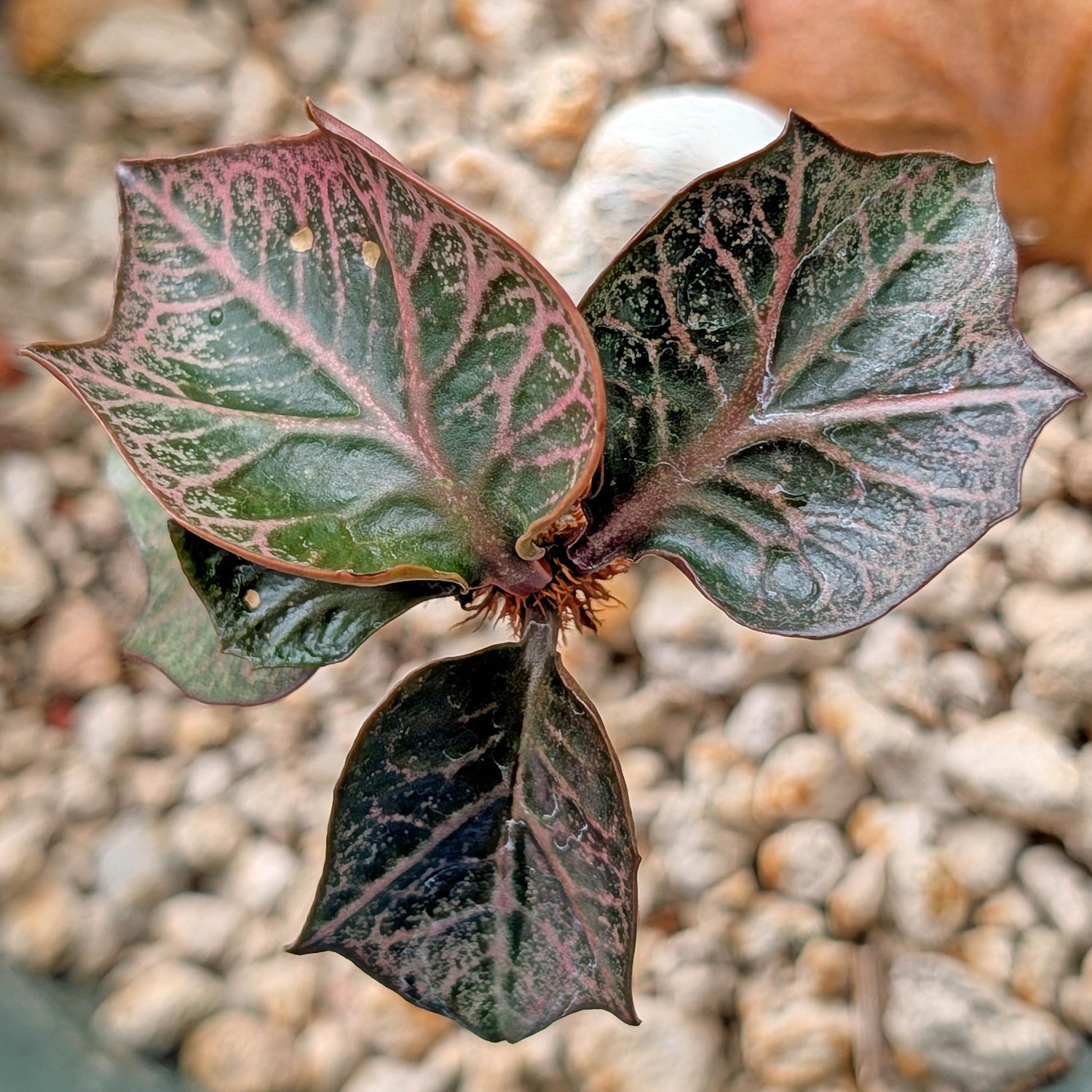 Euphorbia francoisii #8