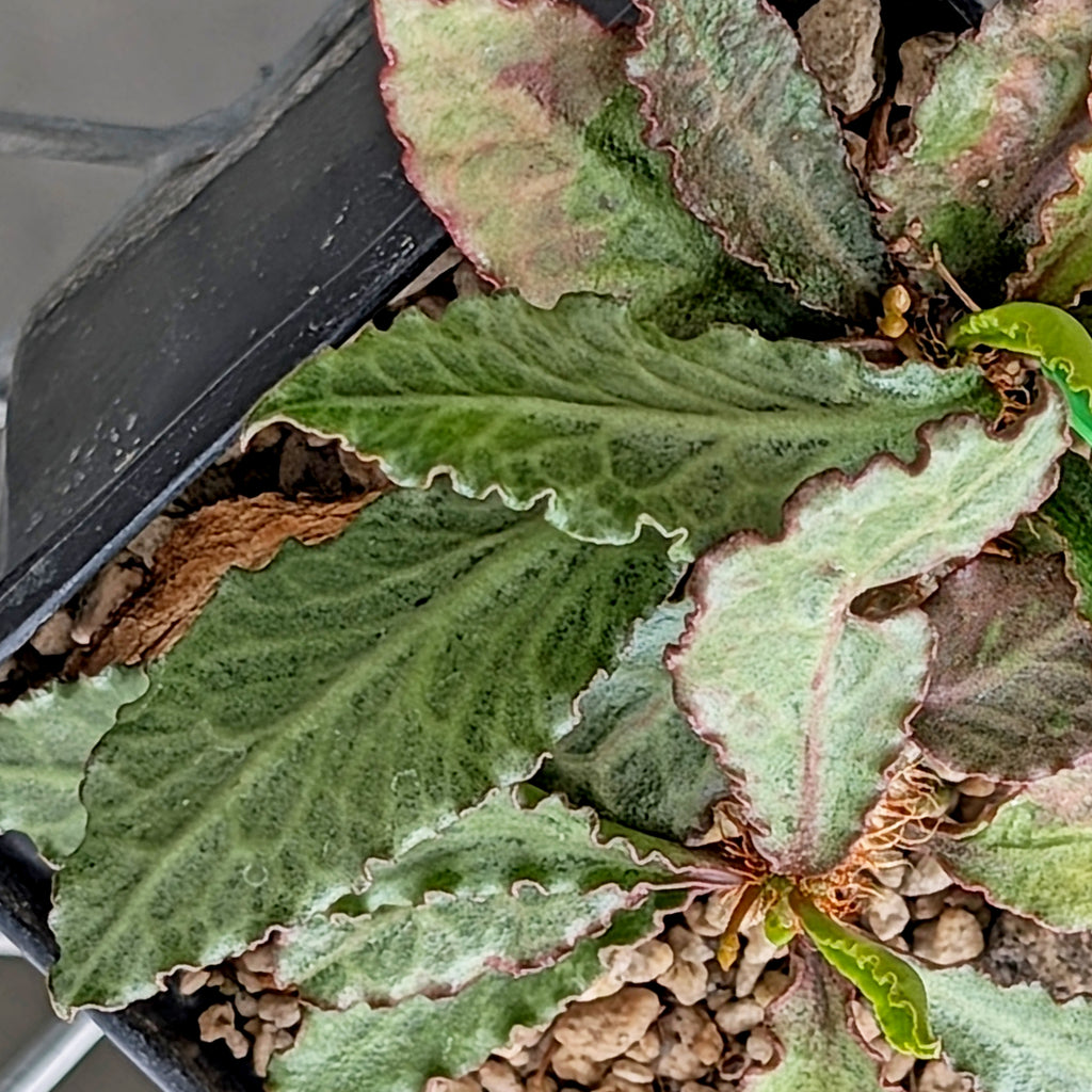 Euphorbia francoisii x cap-saintemariensis #8
