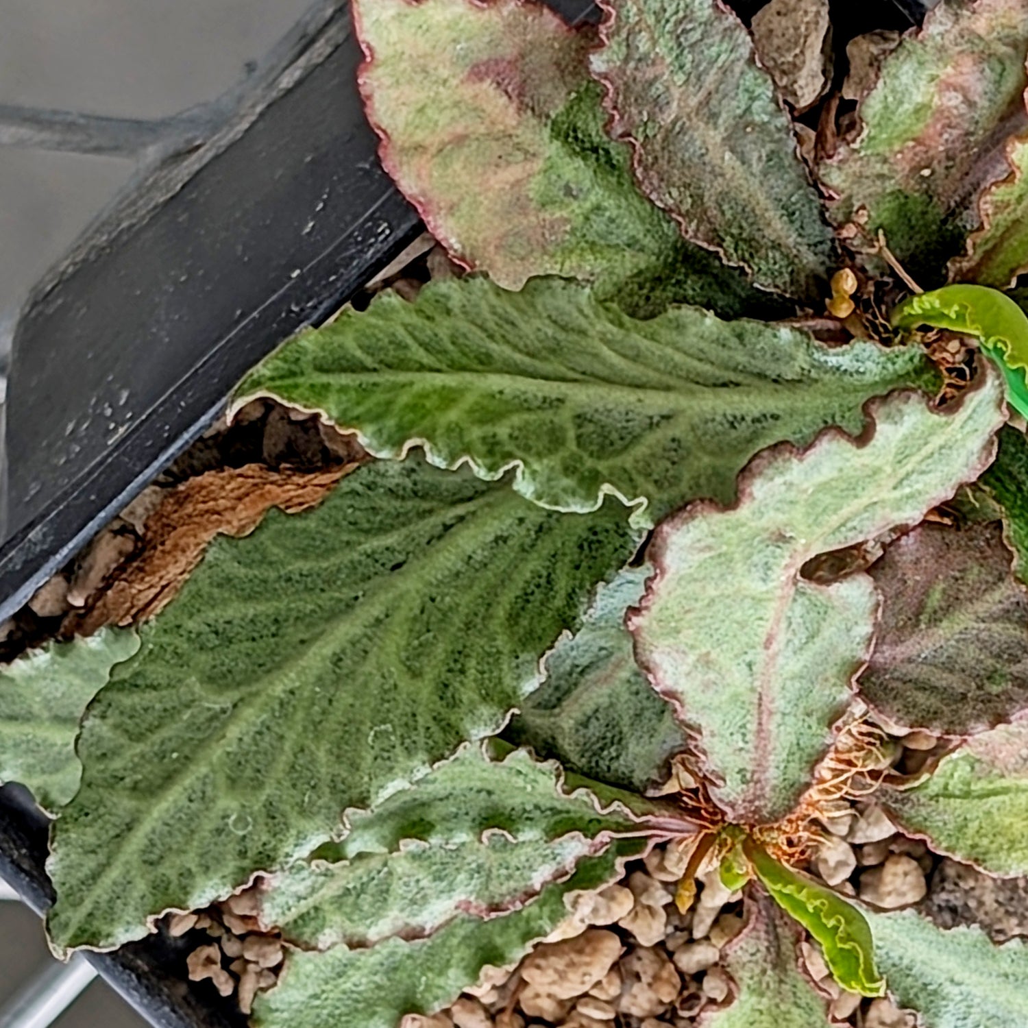 Euphorbia francoisii x cap-saintemariensis #8