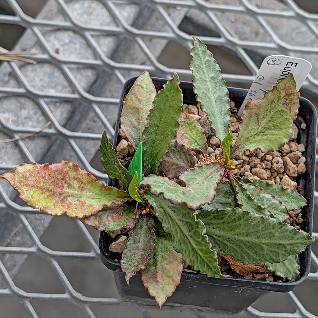 Euphorbia francoisii x cap-saintemariensis #8