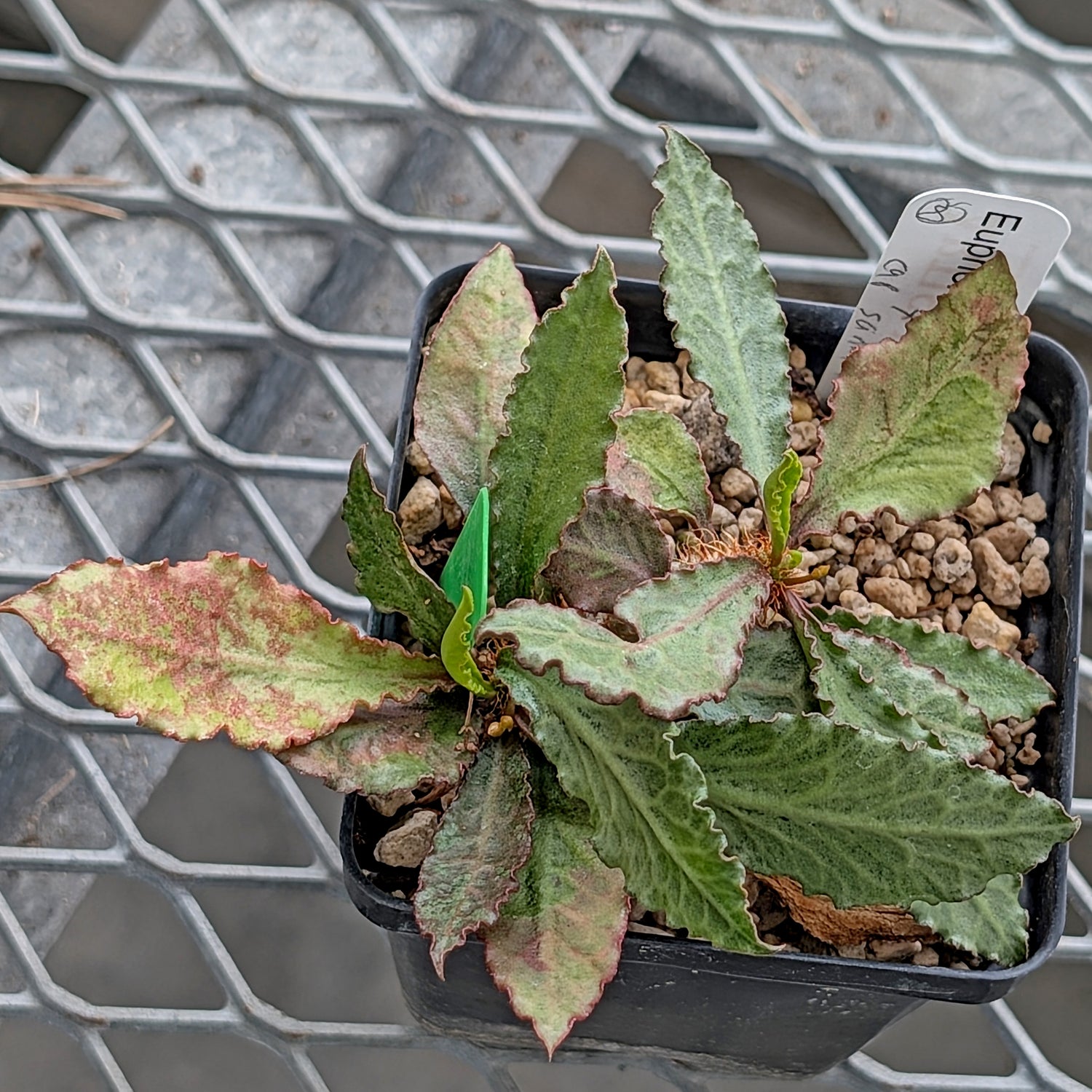 Euphorbia francoisii x cap-saintemariensis #8