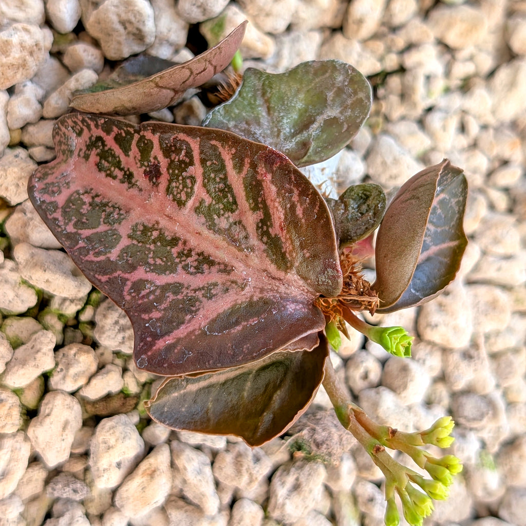 Euphorbia francoisii #9