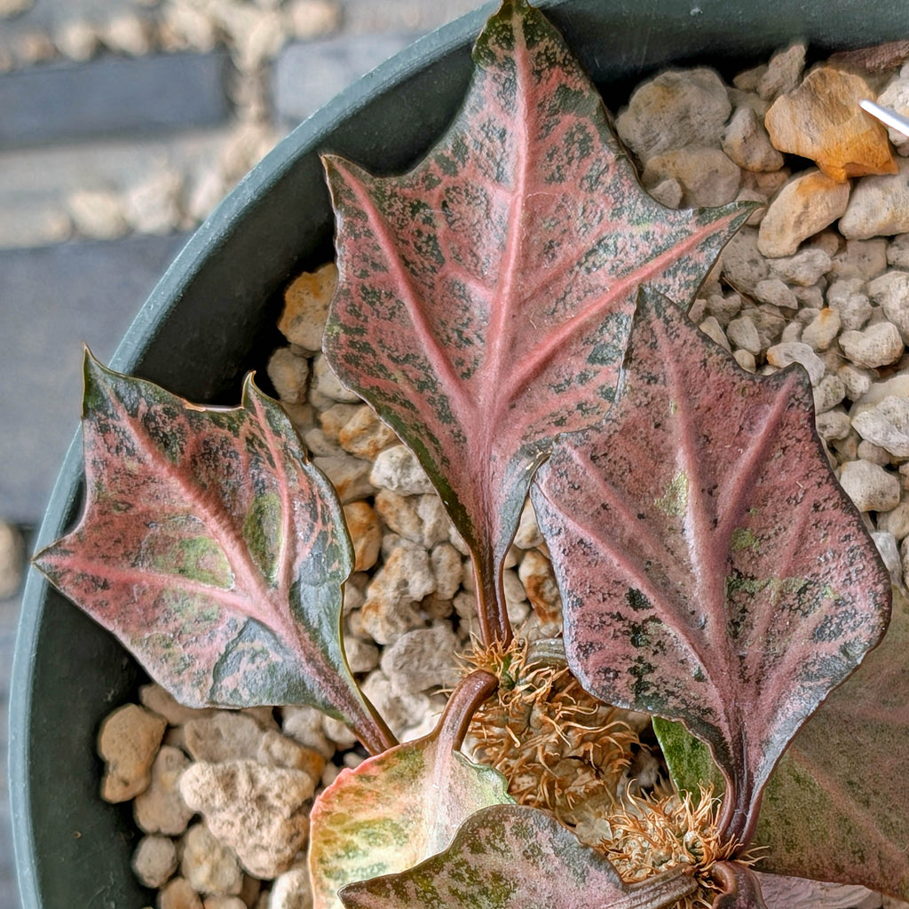 Euphorbia francoisii #9