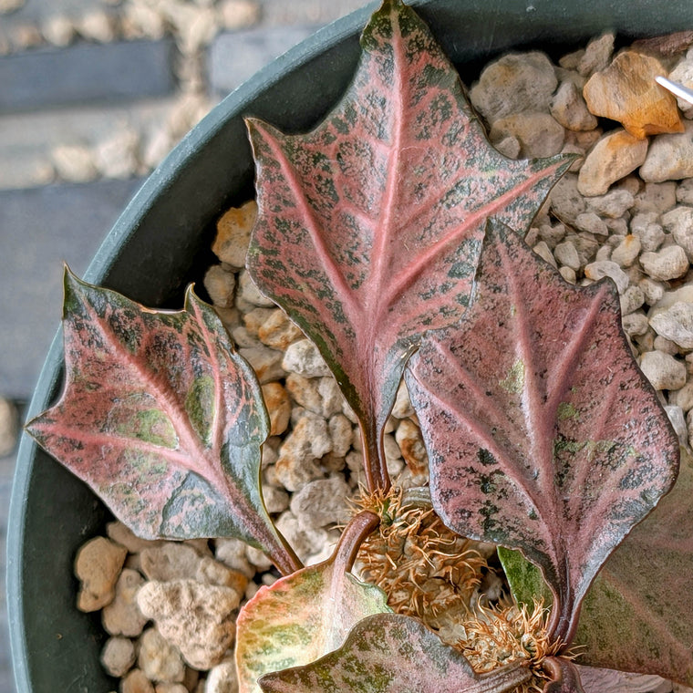 Euphorbia francoisii #9