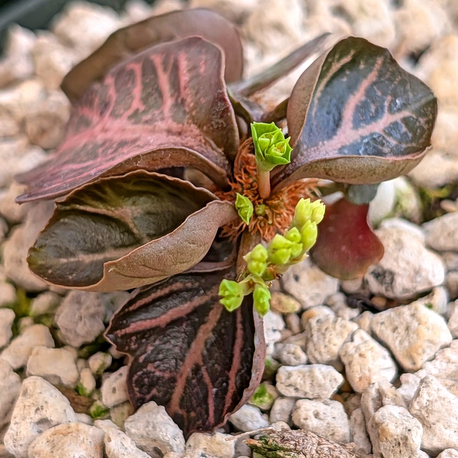 Euphorbia francoisii #9