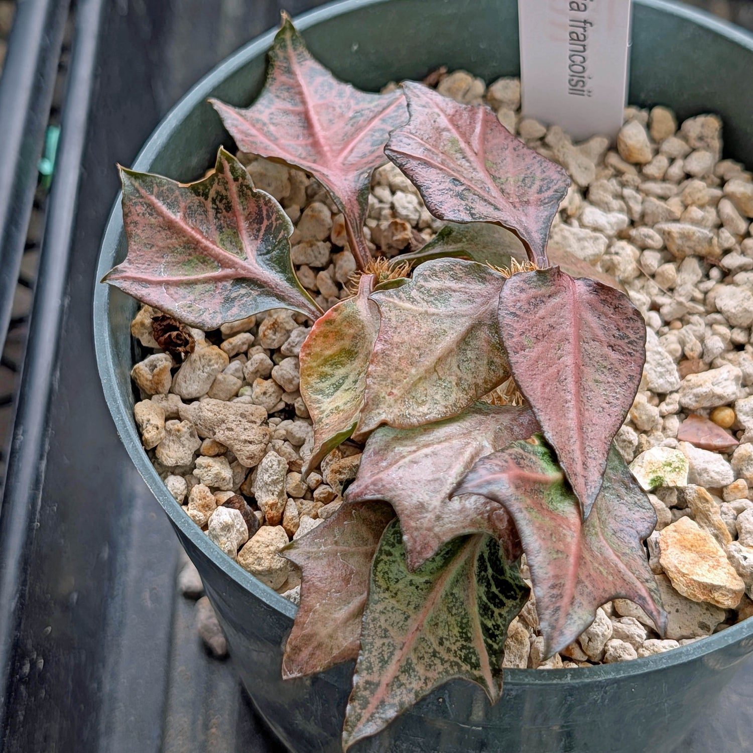 Euphorbia francoisii #9