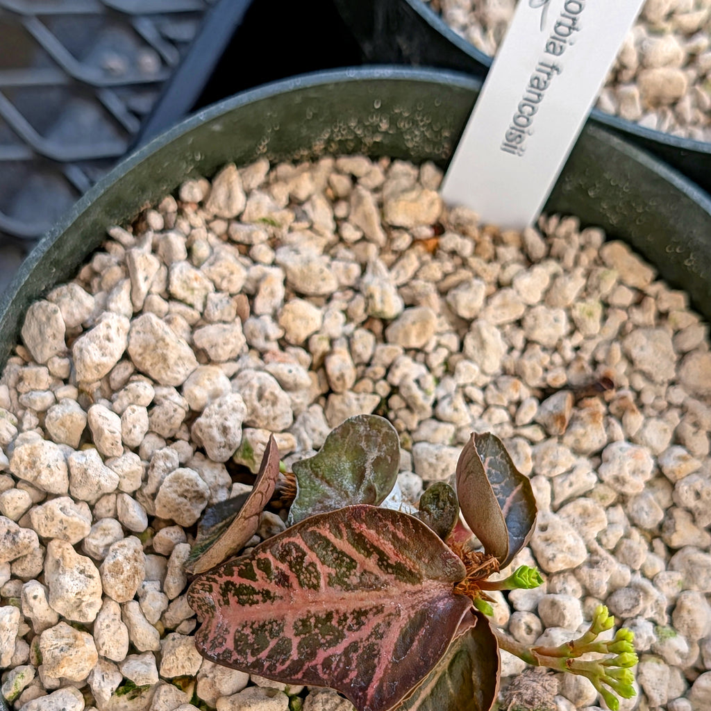 Euphorbia francoisii #9