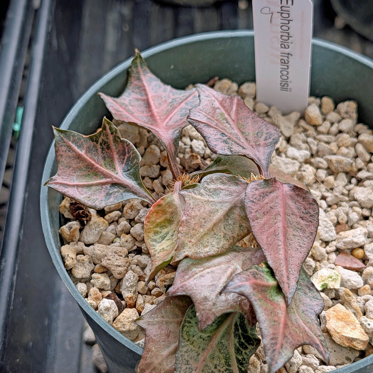 Euphorbia francoisii #9