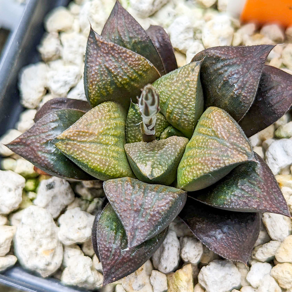 Haworthia hybrid series PP157 #hh SOLD OUT