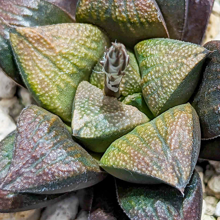 Haworthia hybrid series PP157 #hh SOLD OUT