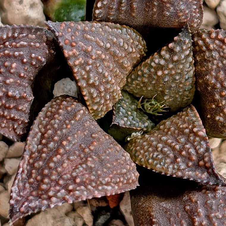 Haworthia PP202 hybrid series #10