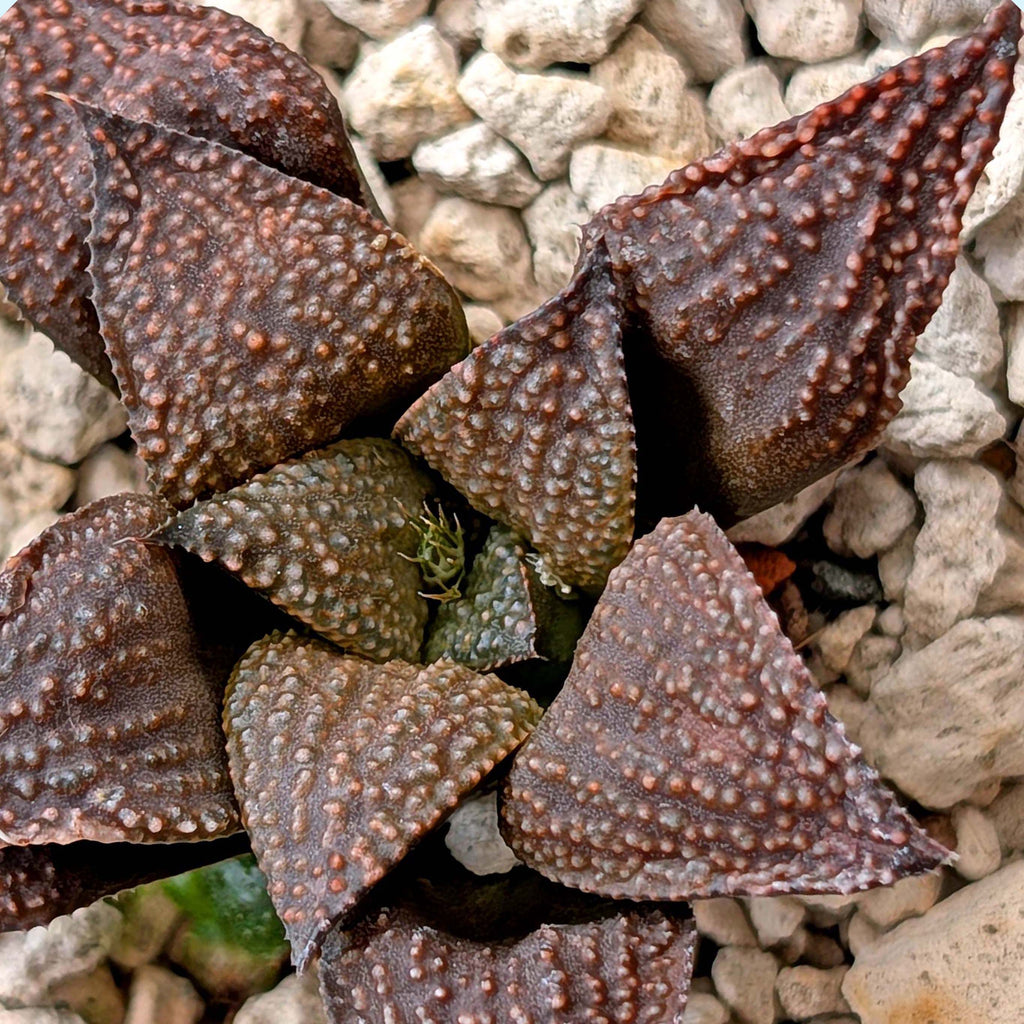 Haworthia PP202 hybrid series #10