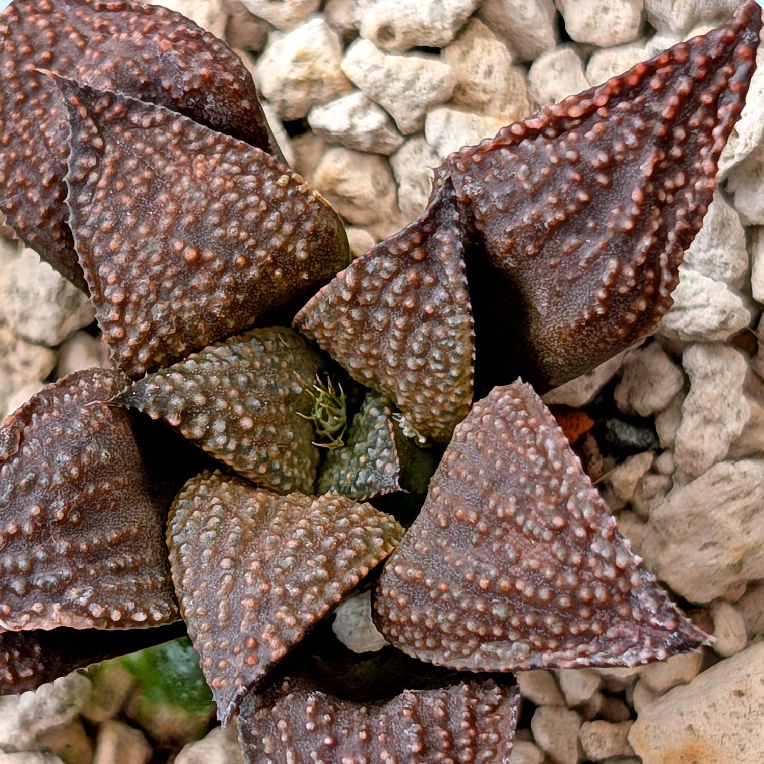 Haworthia PP202 hybrid series #10