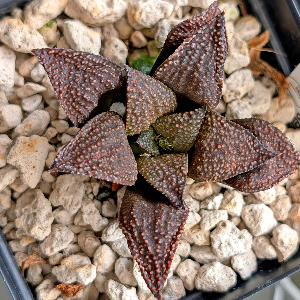 Haworthia PP202 hybrid series #10