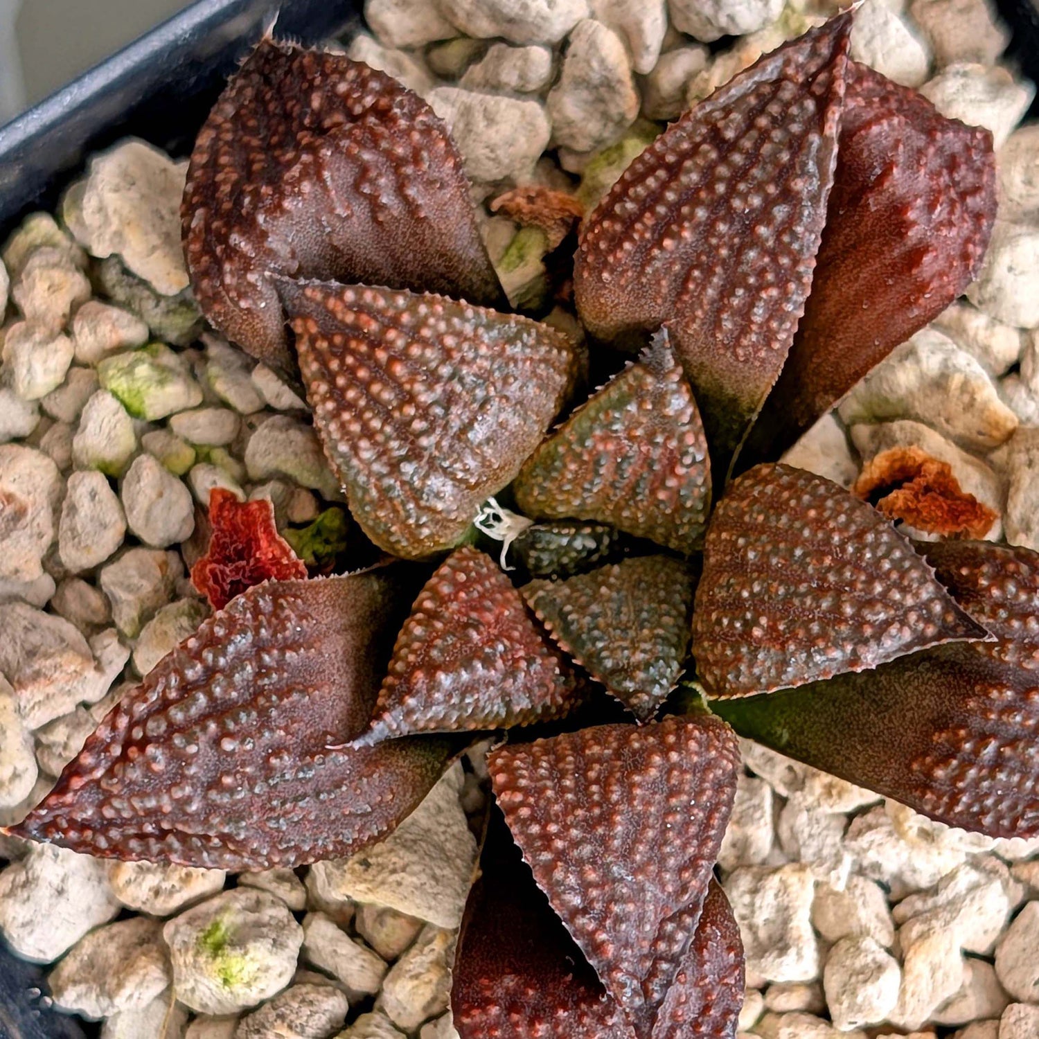 Haworthia PP202 hybrid series #11
