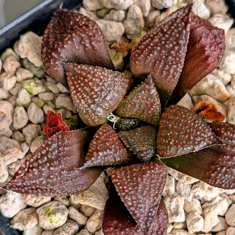 Haworthia PP202 hybrid series #11