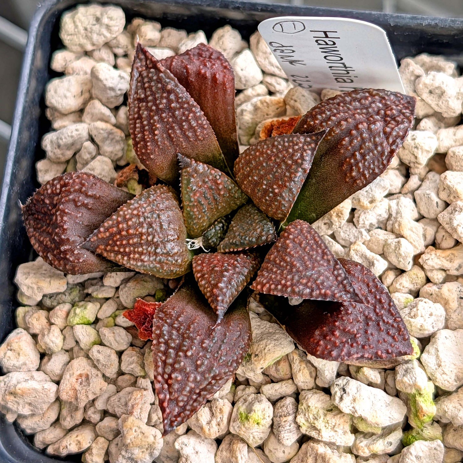 Haworthia PP202 hybrid series #11