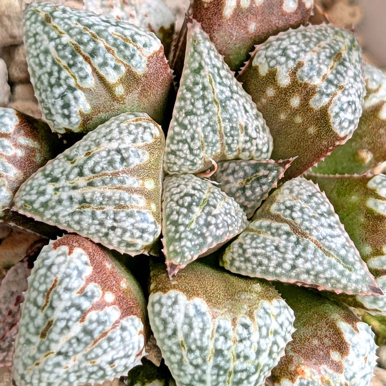 Haworthia PP202 hybrid series #9