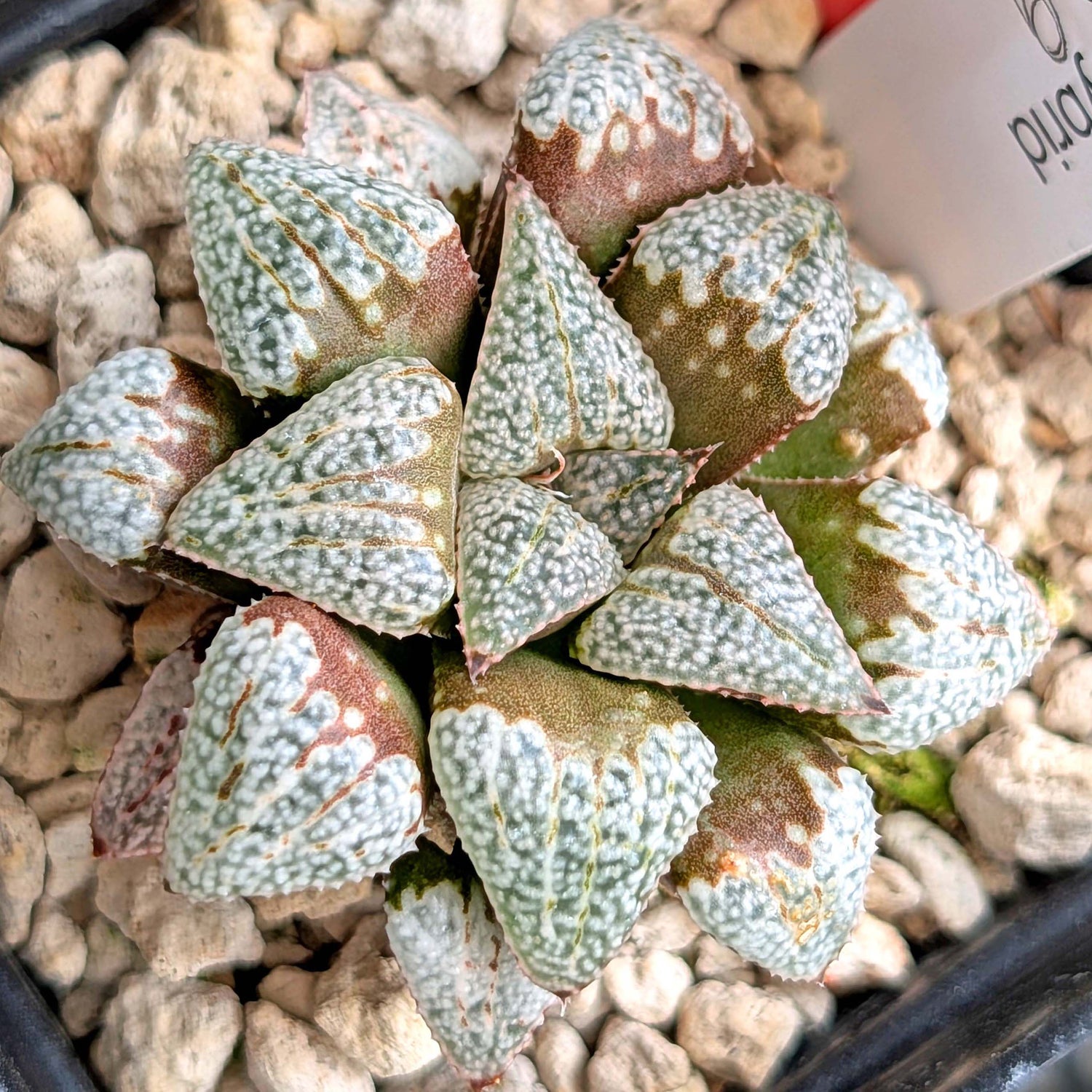 Haworthia PP202 hybrid series #9