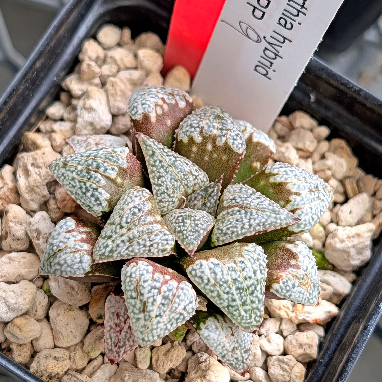 Haworthia PP202 hybrid series #9