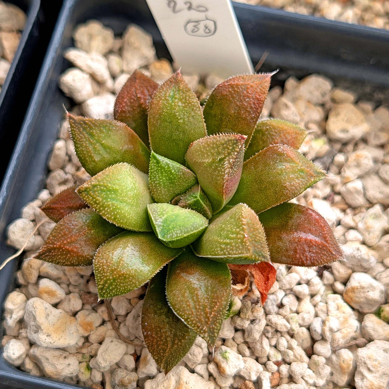 Haworthia PP220 hybrid series #30