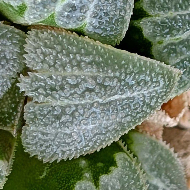Haworthia PP225 hybrid series #7