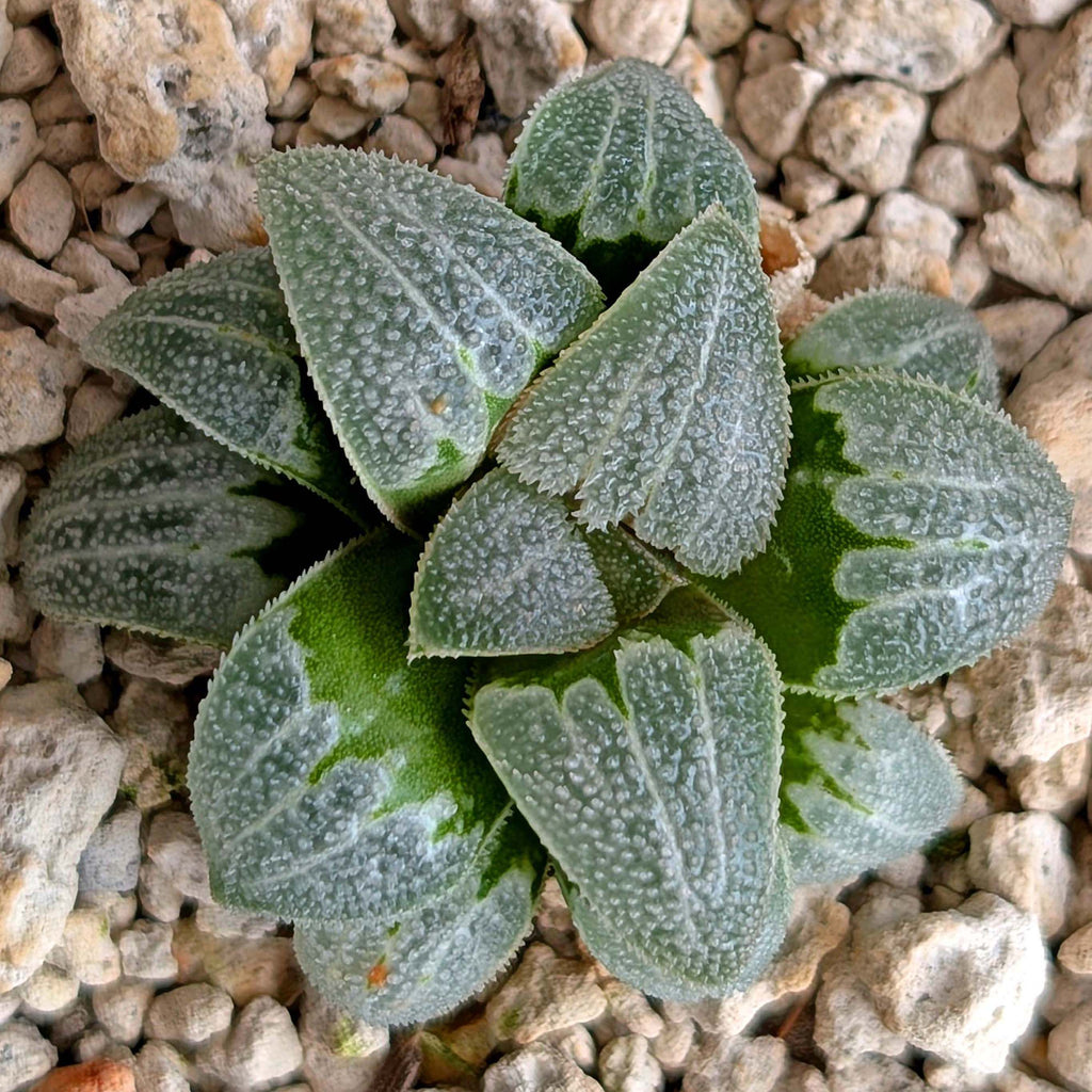 Haworthia PP225 hybrid series #7