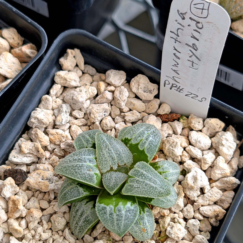Haworthia PP225 hybrid series #7