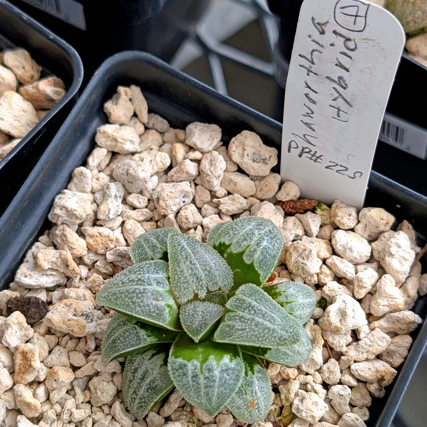 Haworthia PP225 hybrid series #7