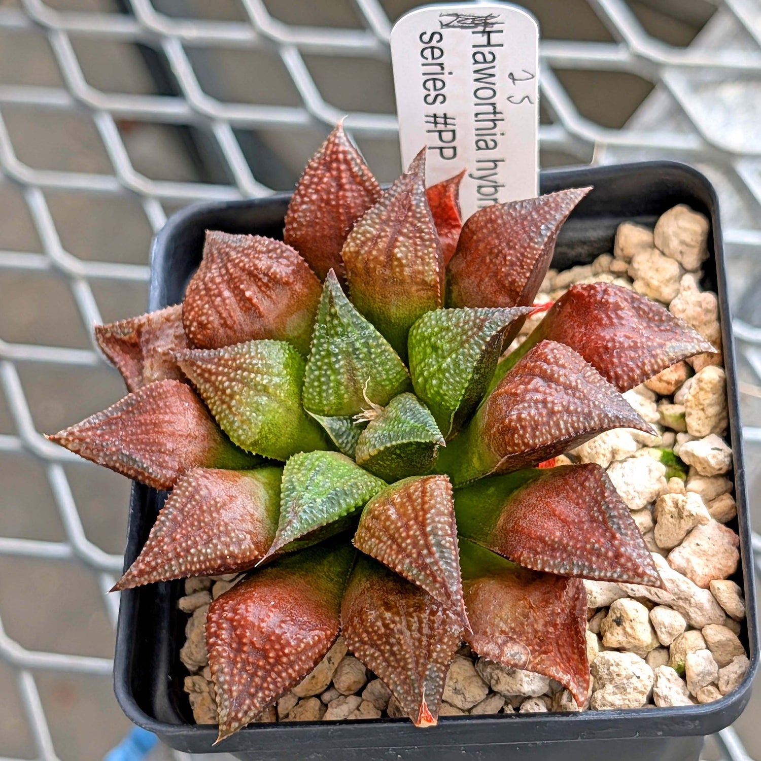 Haworthia PP572 hybrid series #25