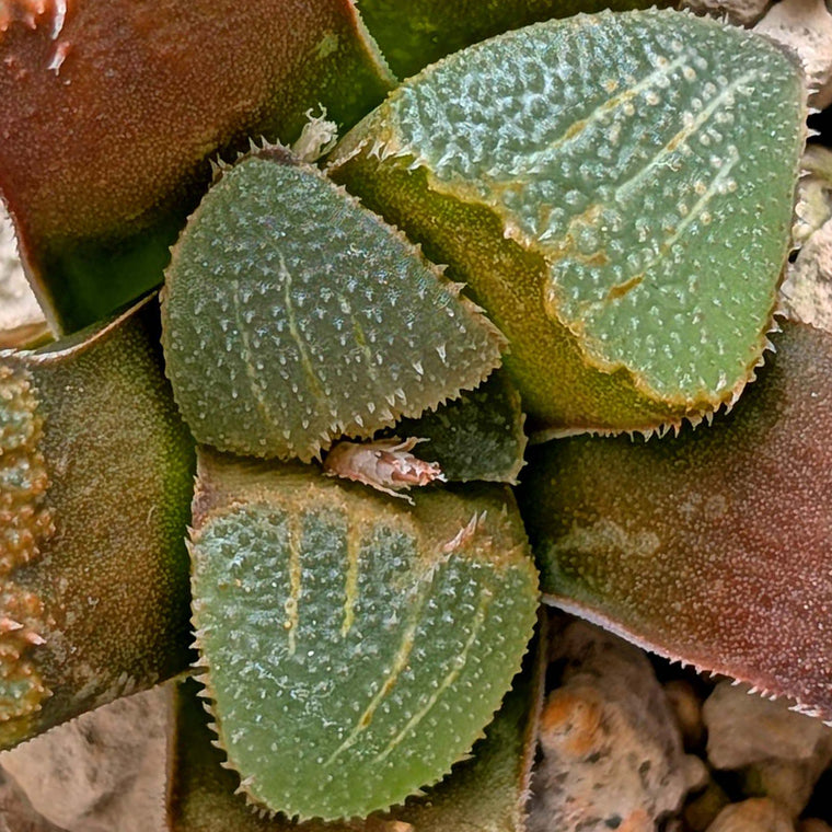 Haworthia groenewaldii hybrid series PP306 #12  9 year old plant