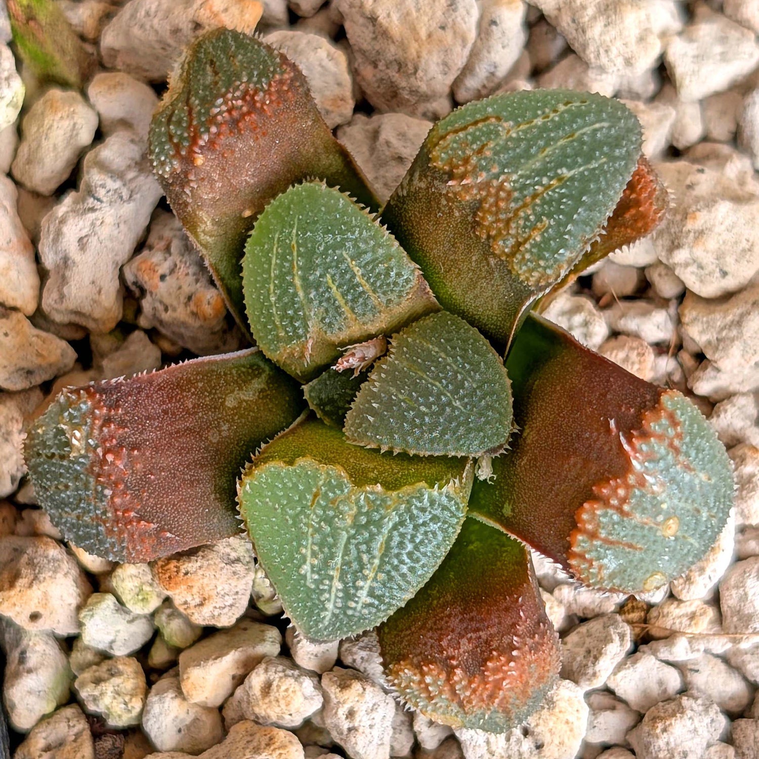 Haworthia groenewaldii hybrid series PP306 #12  9 year old plant