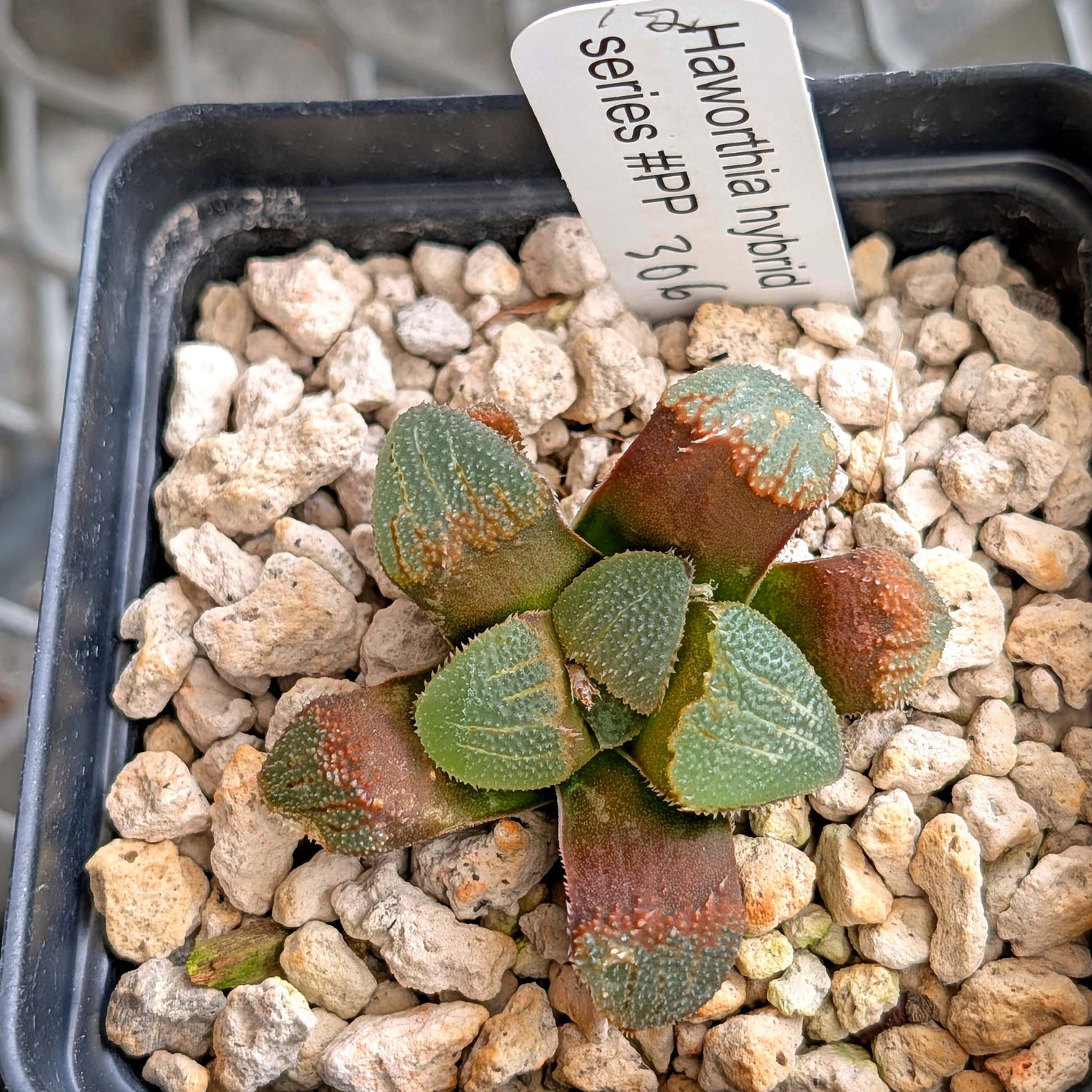 Haworthia groenewaldii hybrid series PP306 #12  9 year old plant