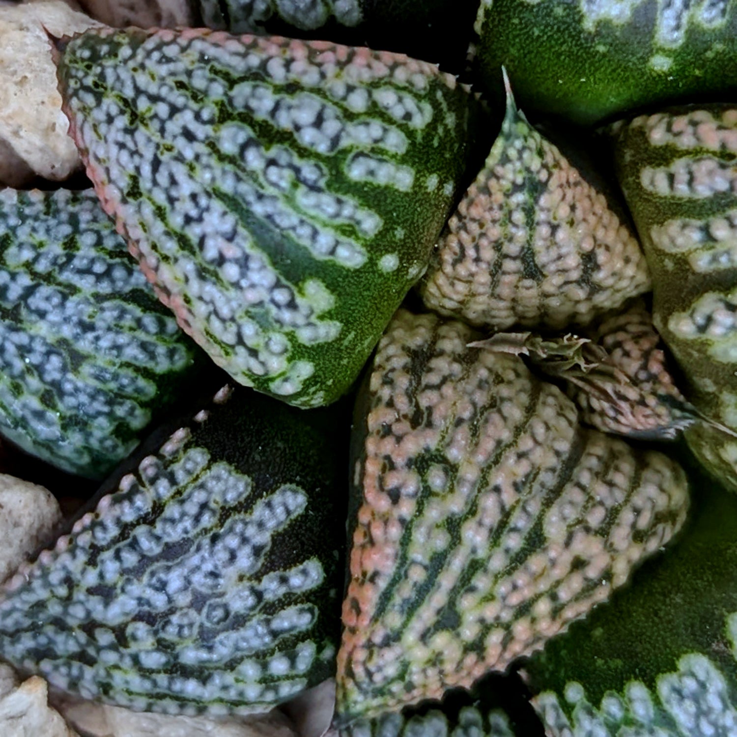 Haworthia splendens "Pink Lady" x Scarlet Begonias hybrid series PP375 #b