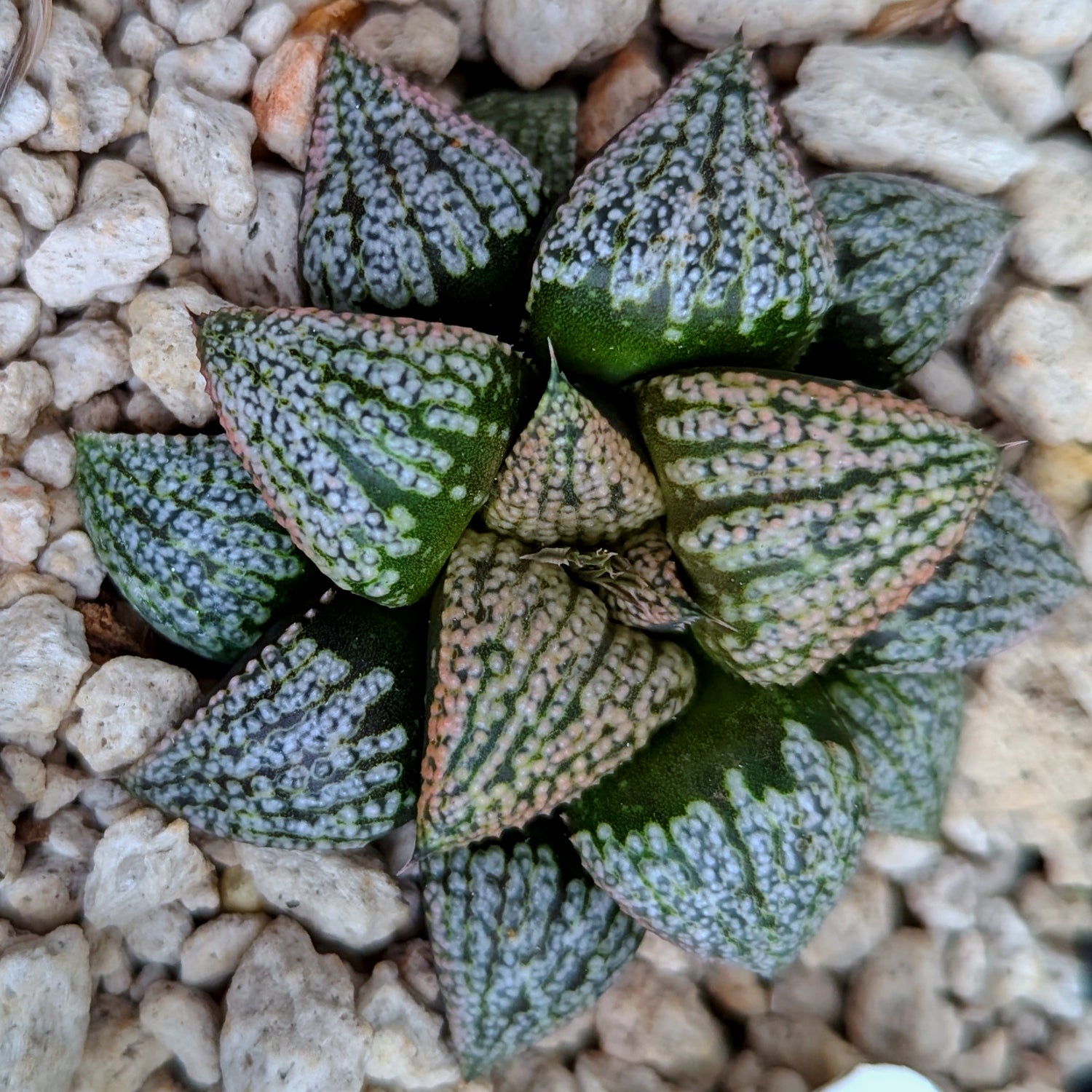 Haworthia splendens "Pink Lady" x Scarlet Begonias hybrid series PP375 #b