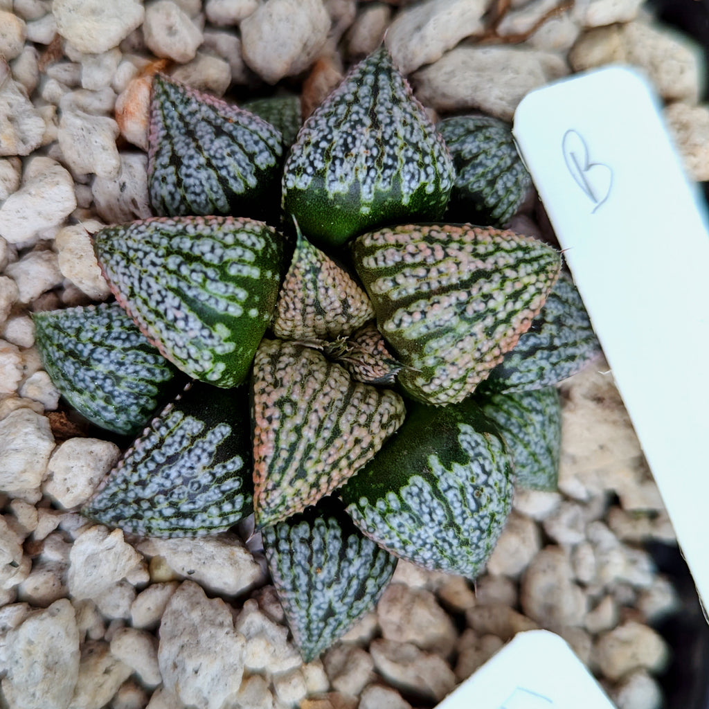 Haworthia splendens "Pink Lady" x Scarlet Begonias hybrid series PP375 #b