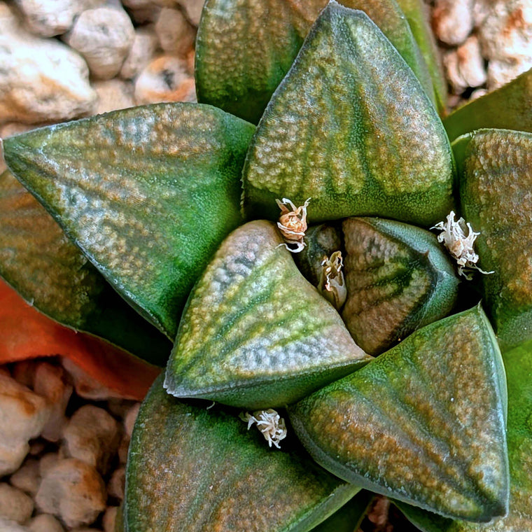 Haworthia groenewaldii hybrid series PP428 #18