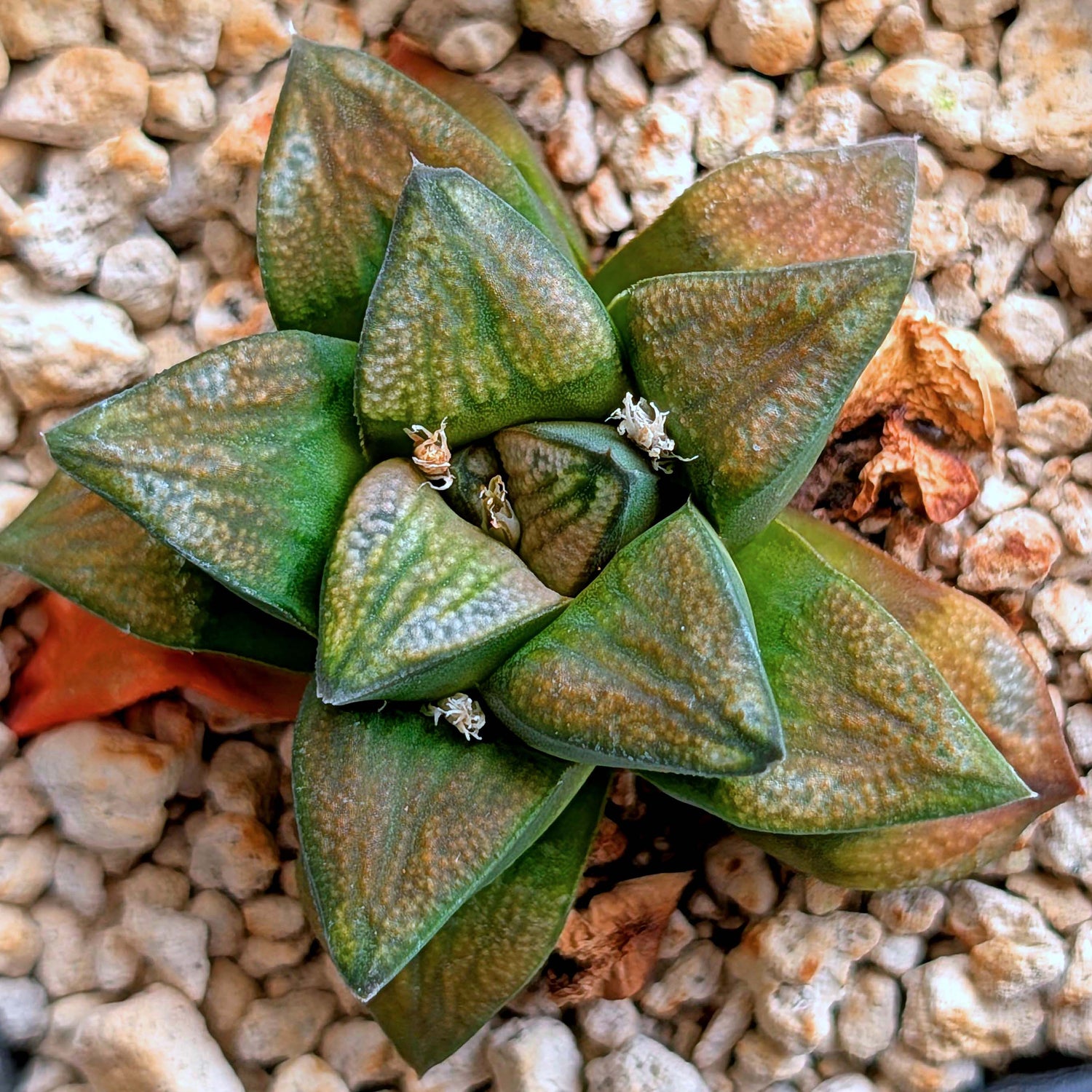 Haworthia groenewaldii hybrid series PP428 #18