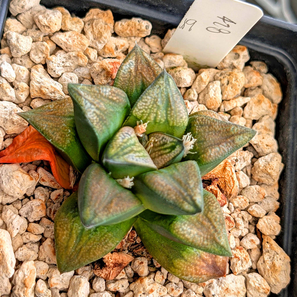 Haworthia groenewaldii hybrid series PP428 #18
