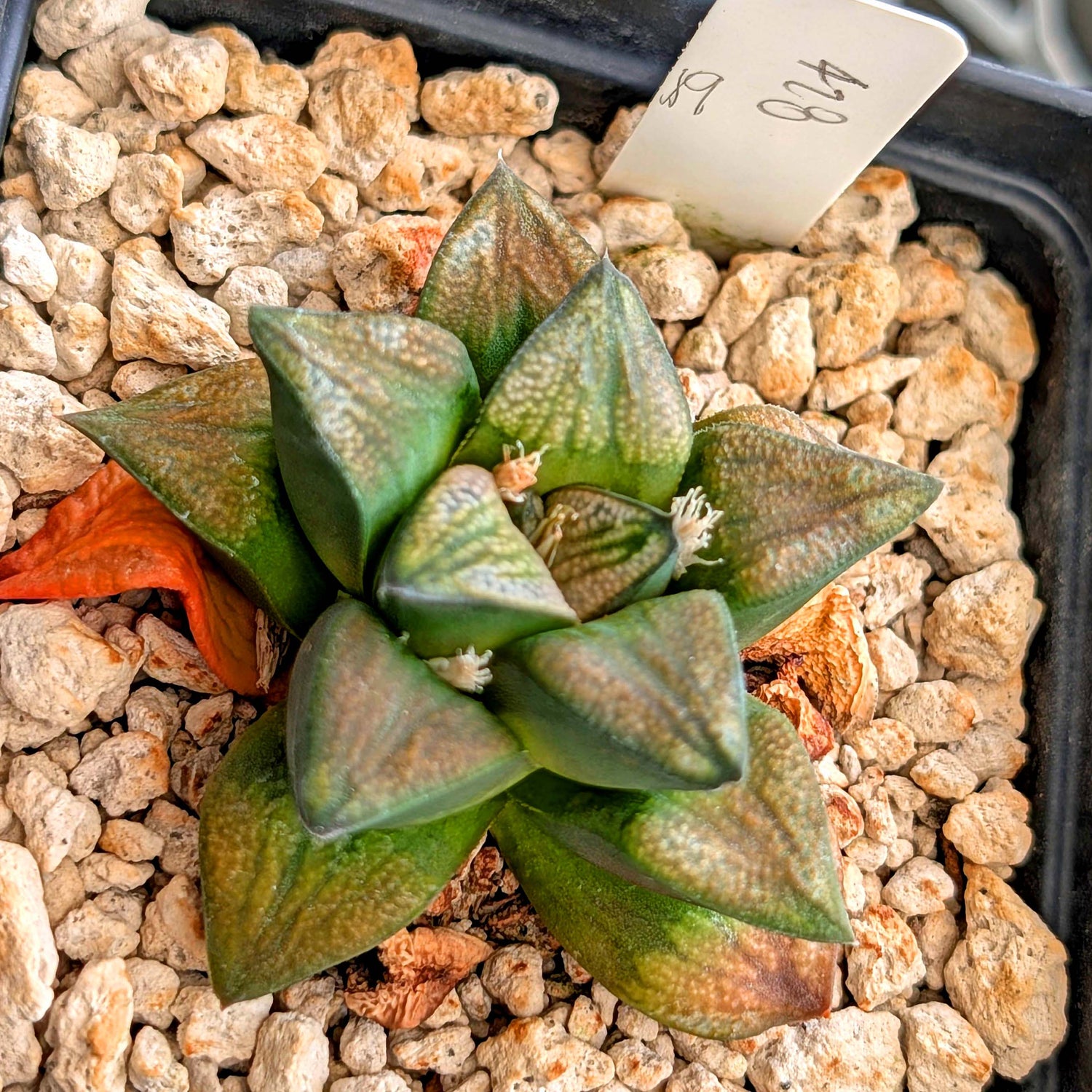 Haworthia groenewaldii hybrid series PP428 #18