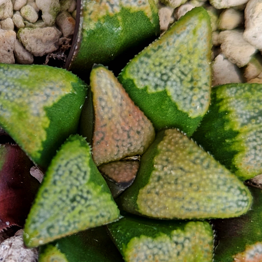 Haworthia groenewaldii hybrid series PP428 #A