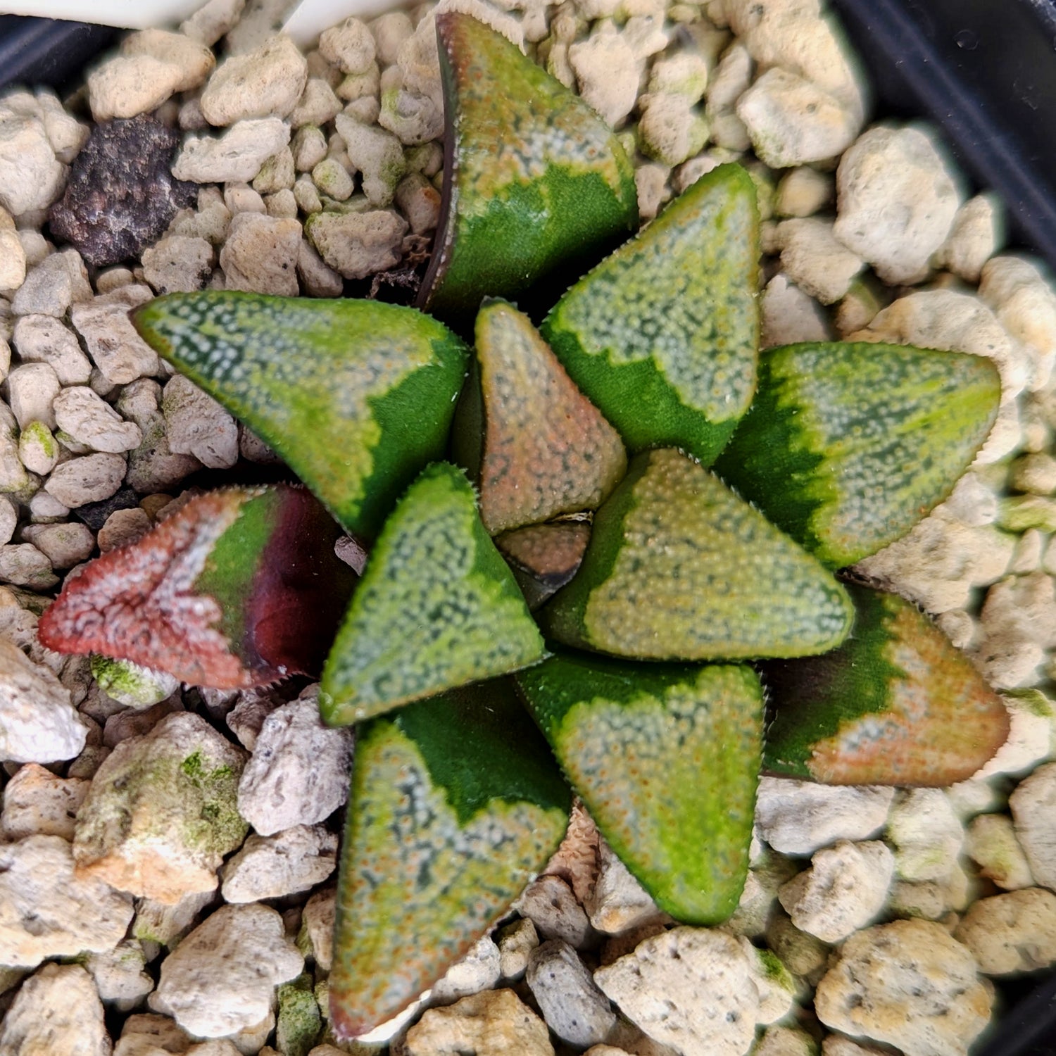 Haworthia groenewaldii hybrid series PP428 #A