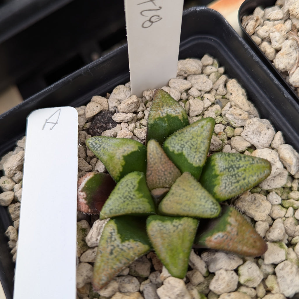 Haworthia groenewaldii hybrid series PP428 #A