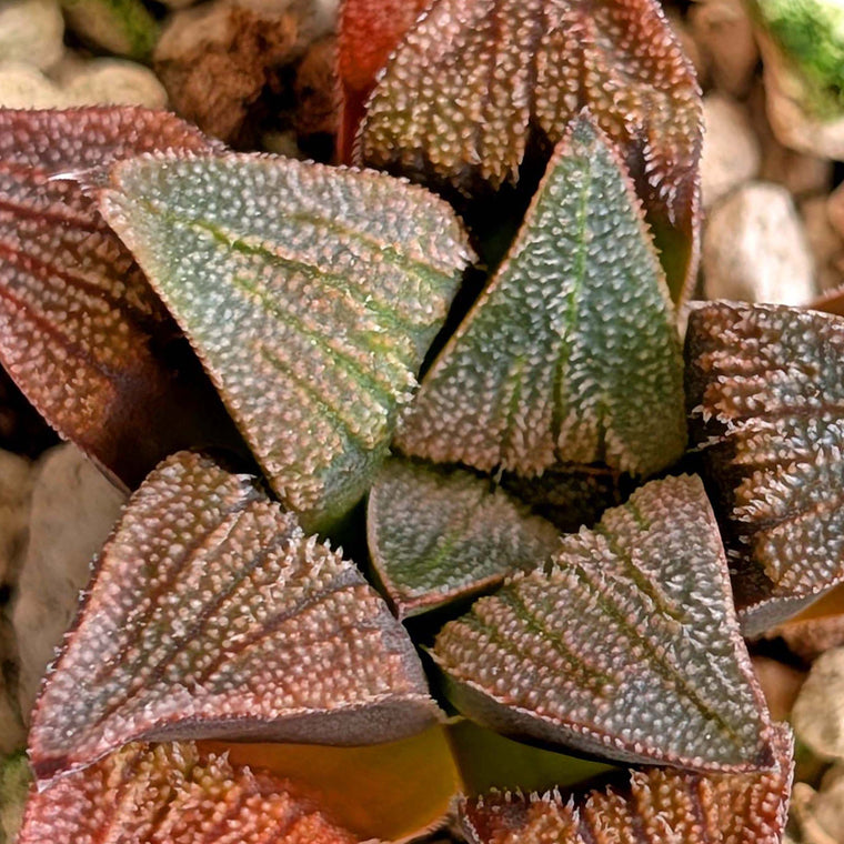 Haworthia hybrid series PP520 #16